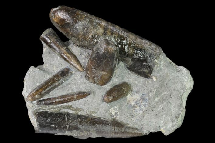 Fossil Belemnite (Paxillosus) Cluster - Mistelgau, Germany #139132